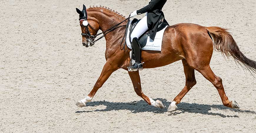 British-Horse-Society